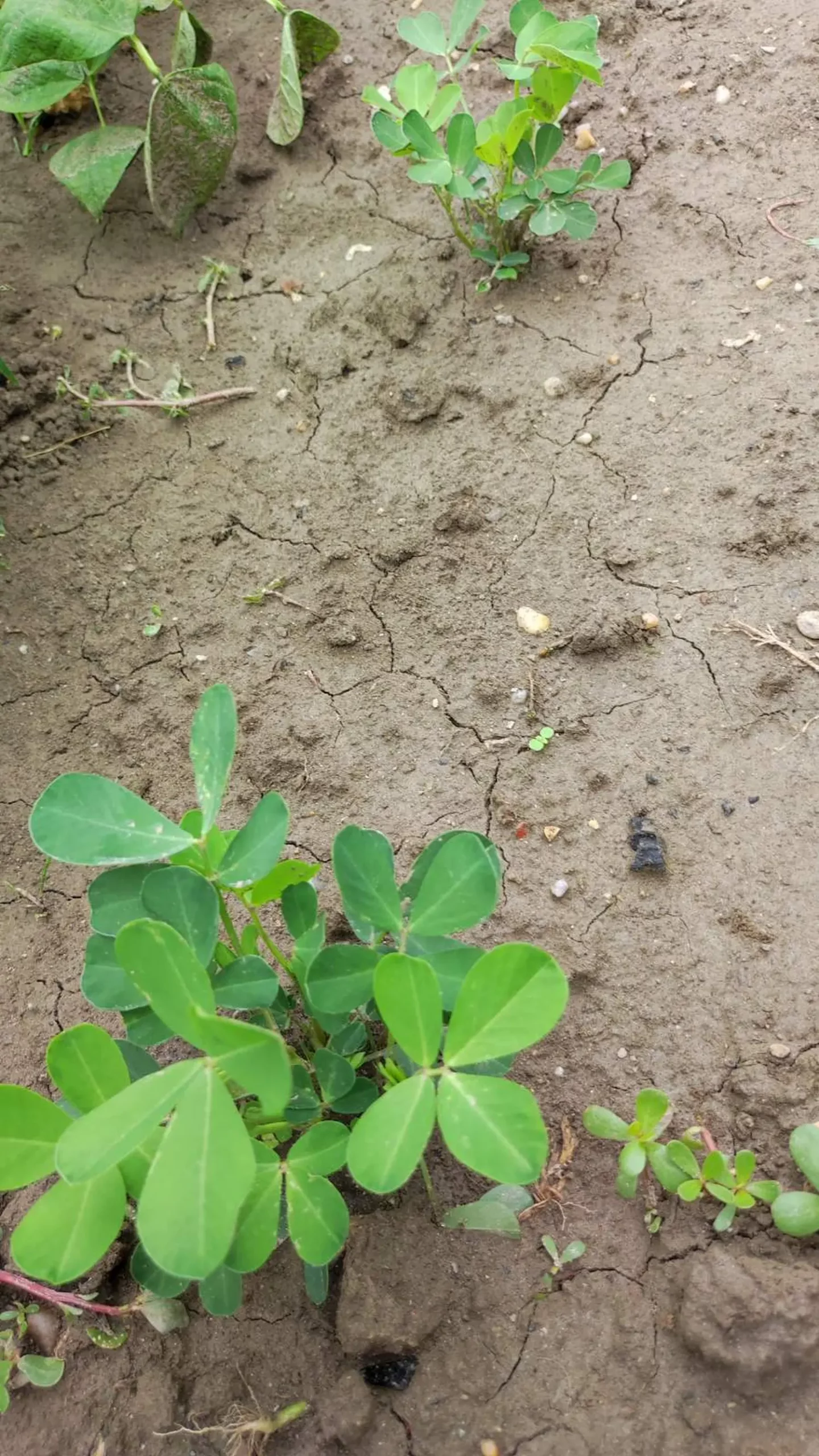 Veronika Živolić,vrt (24)