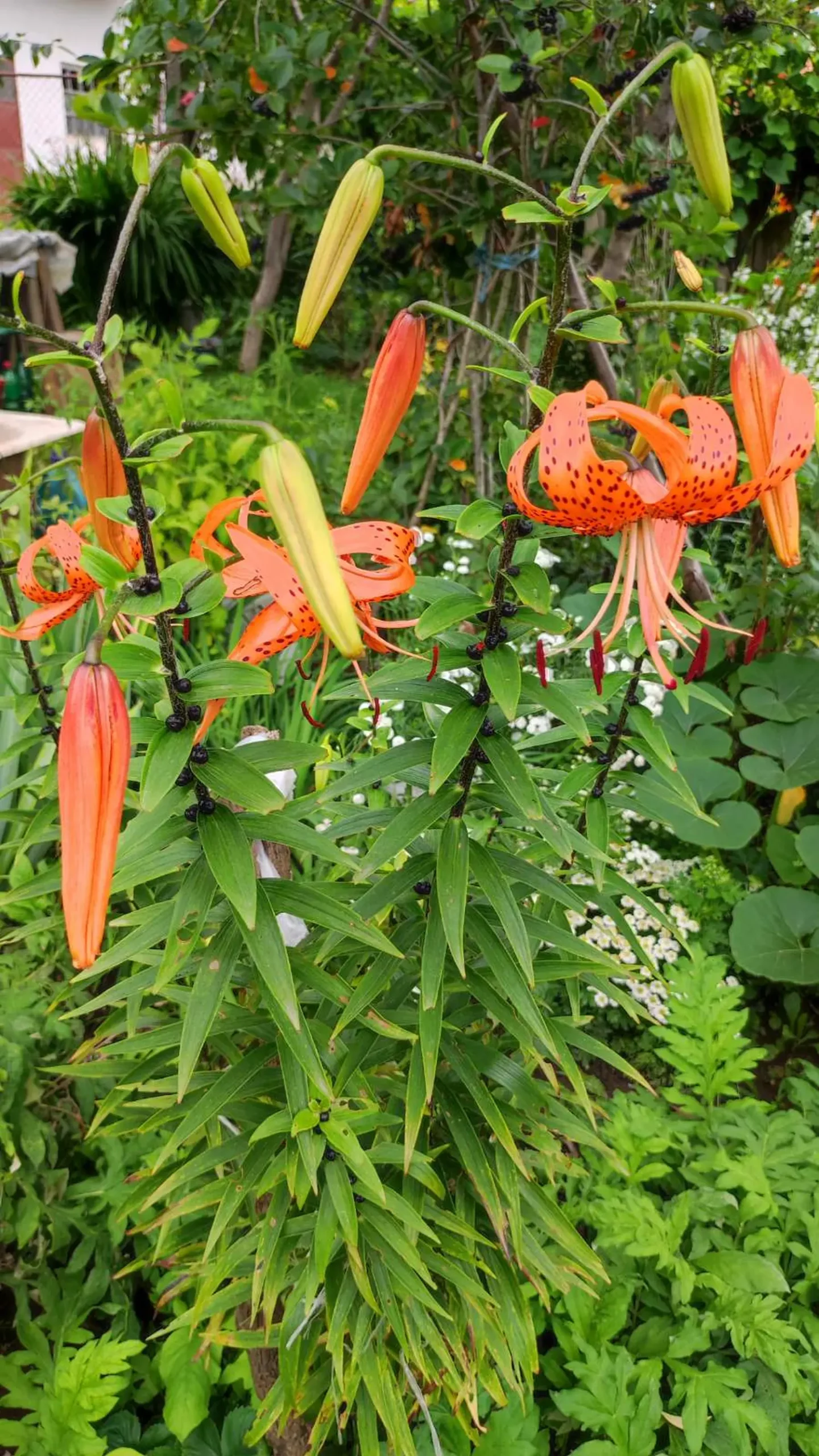 Veronika Živolić,vrt (26)