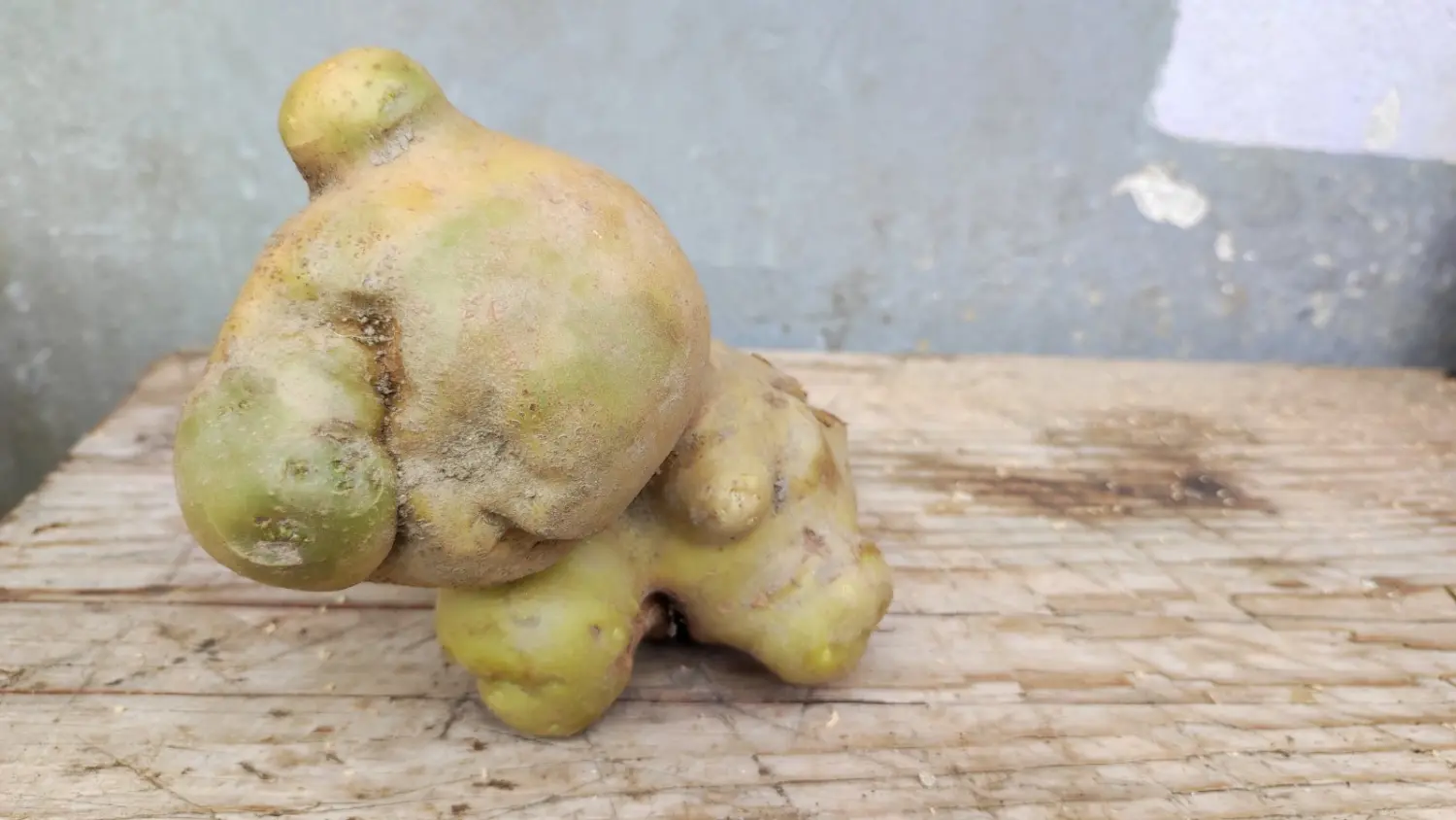 Veronika Živolić,vrt (3)