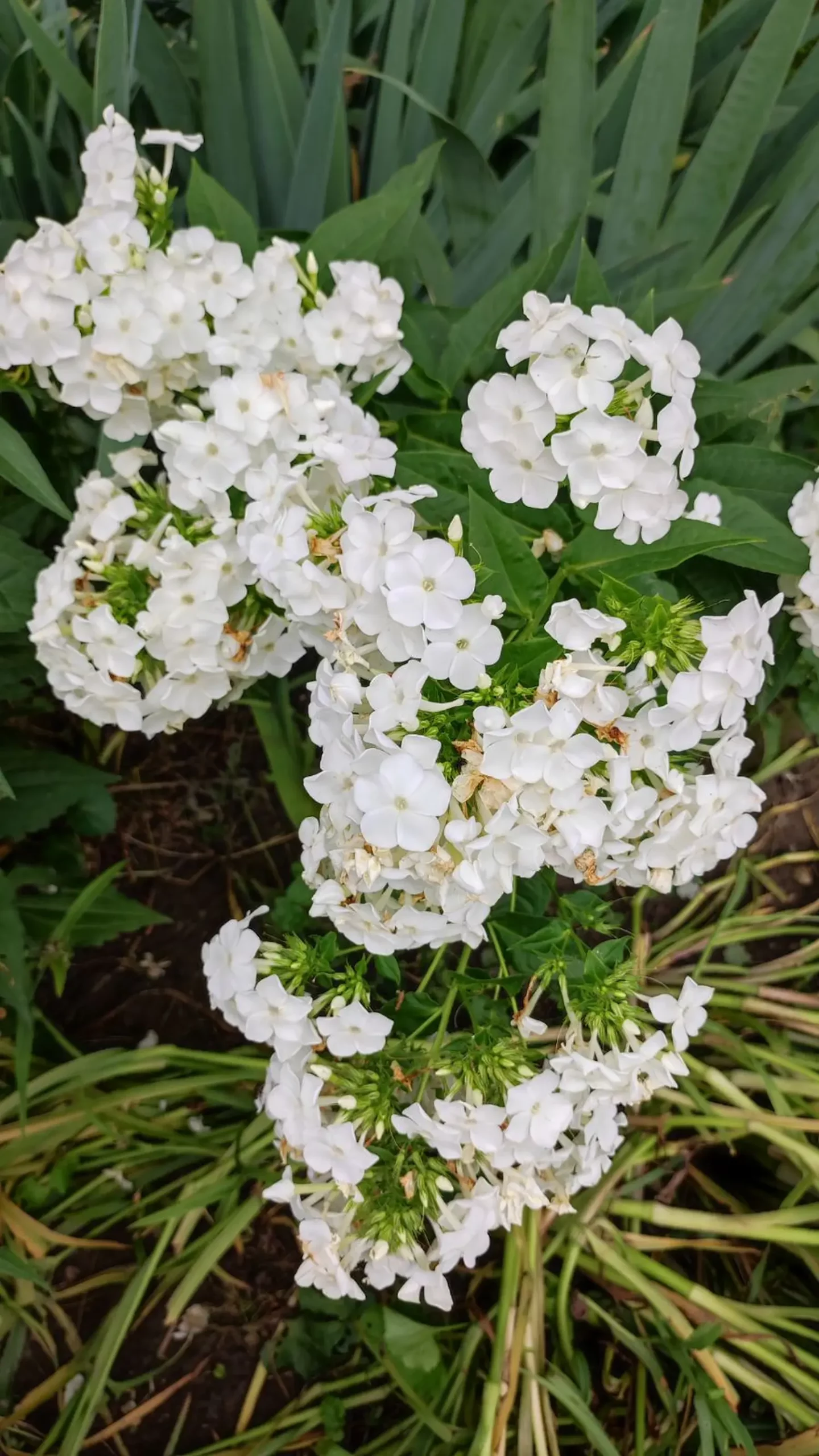 Veronika Živolić,vrt (6)