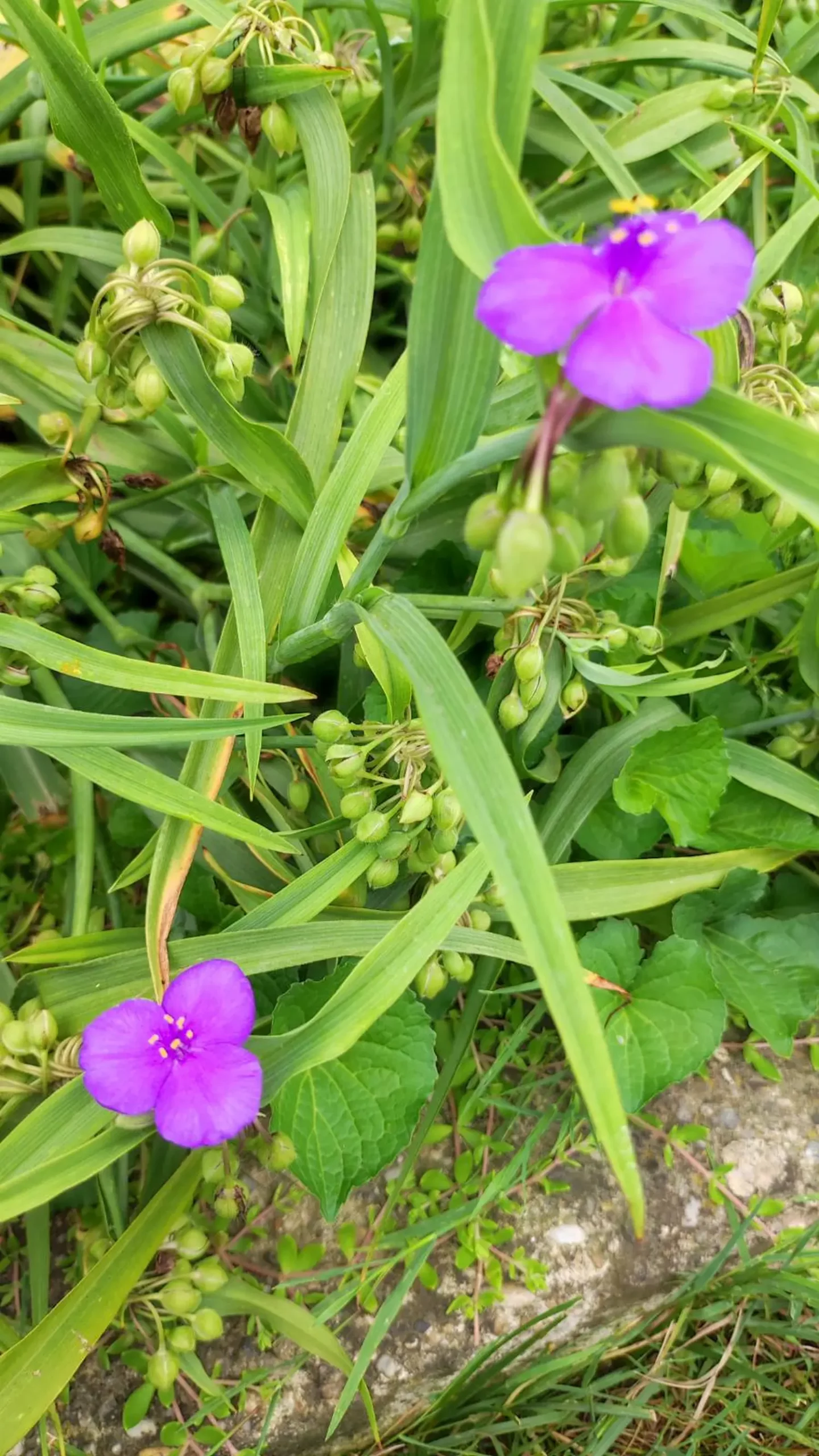 Veronika Živolić,vrt (7)