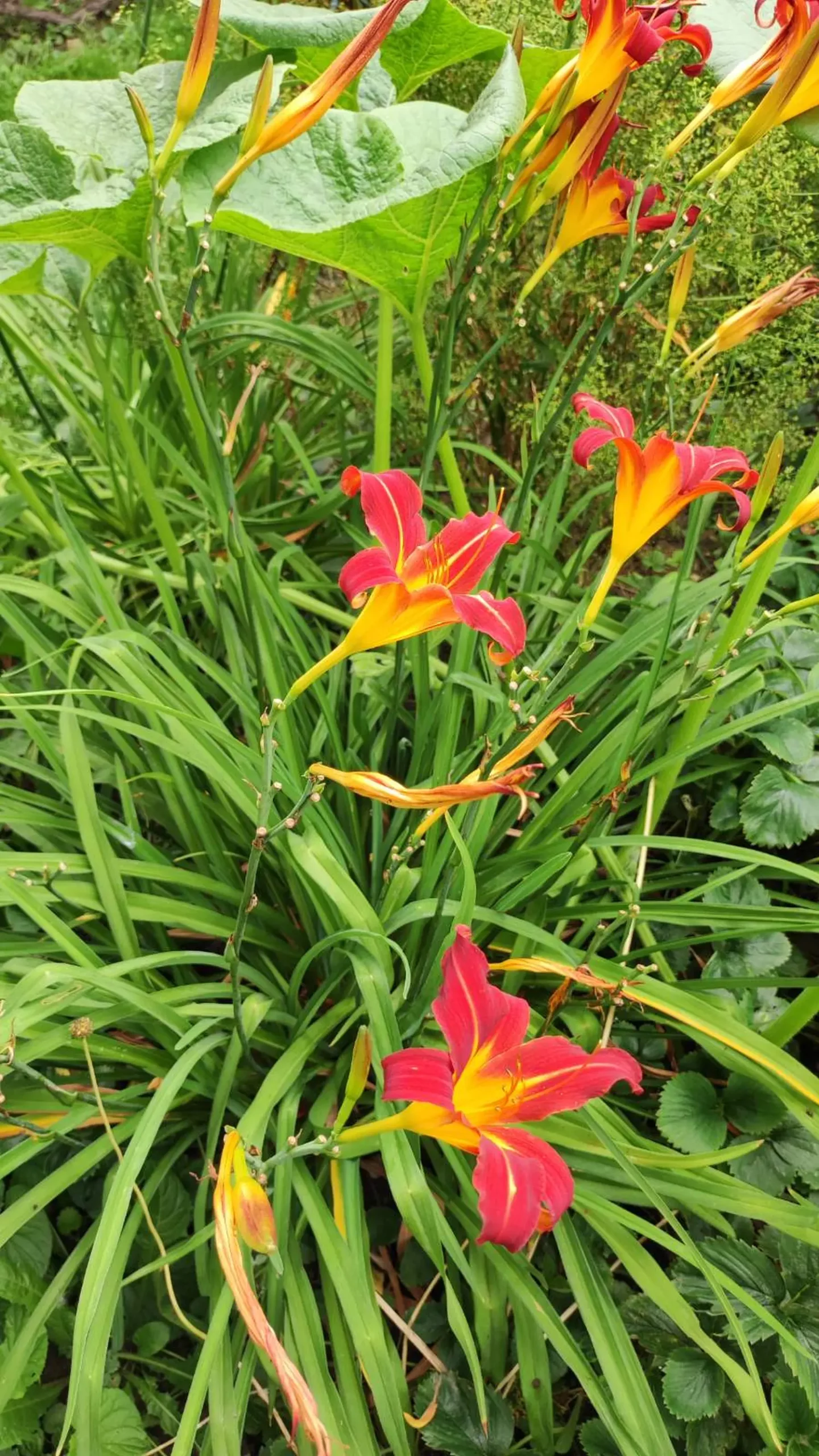 Veronika Živolić,vrt (8)