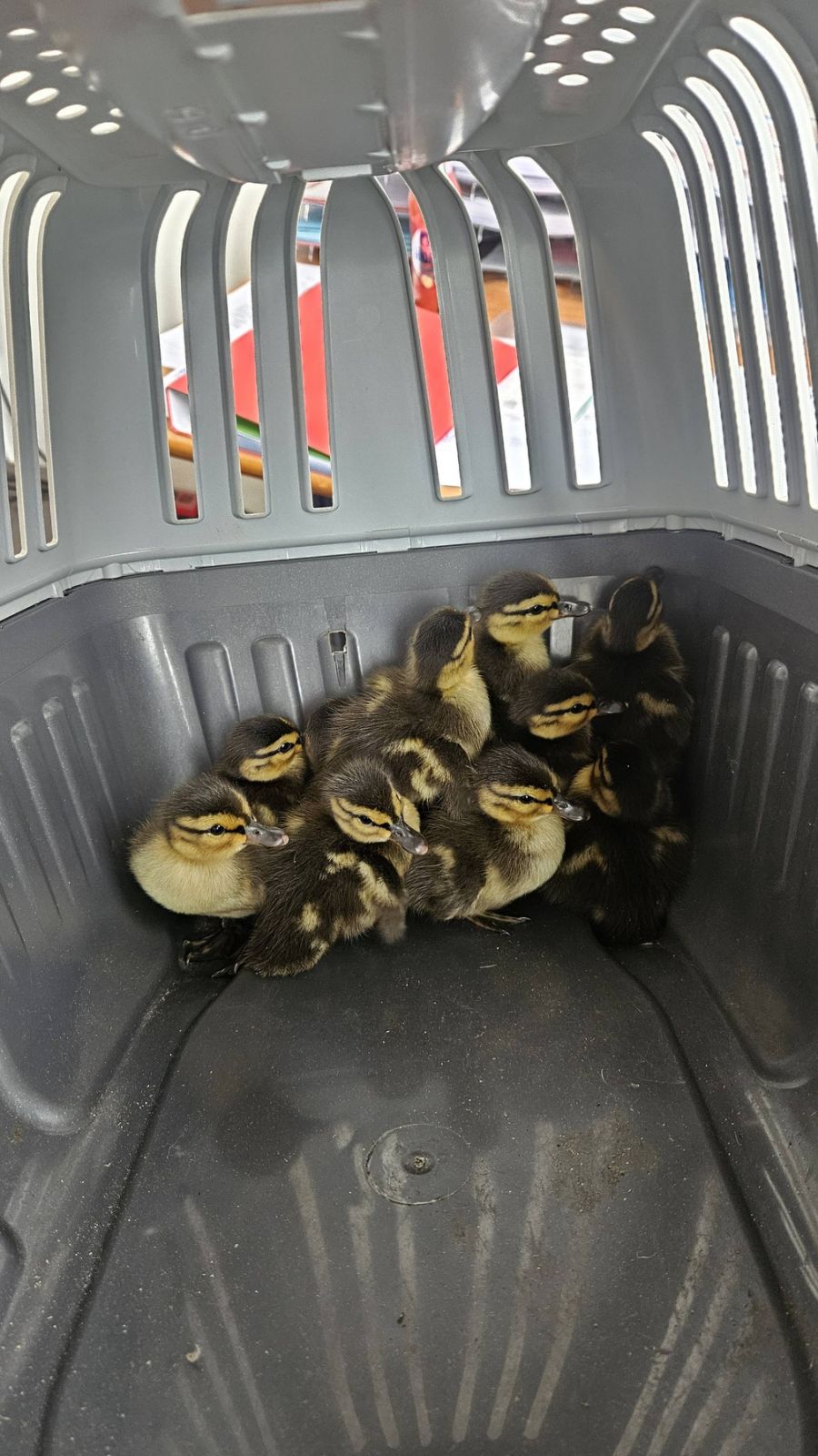 Veterinarska stanica Prelog – patka patke (2)