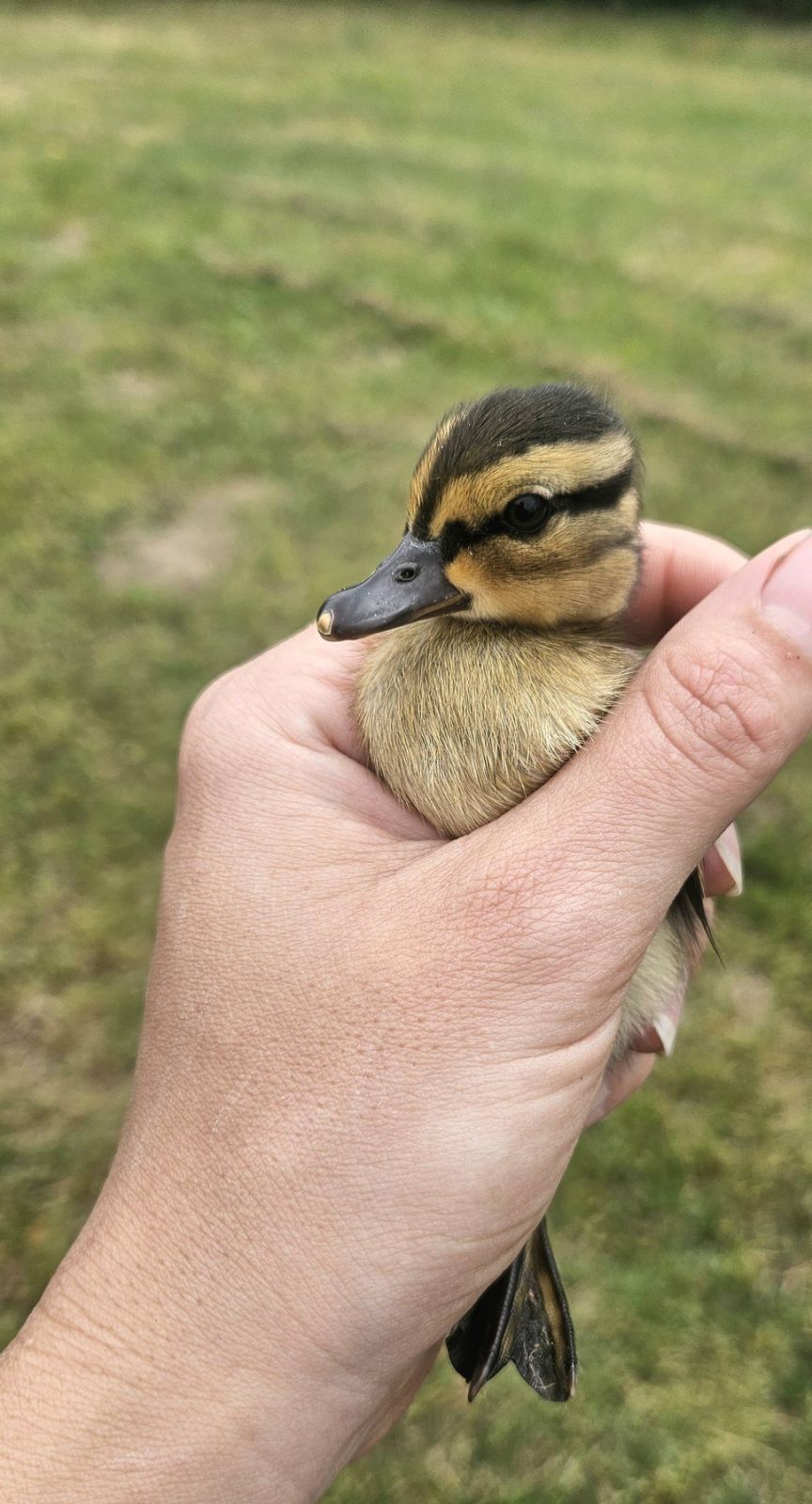 Veterinarska stanica Prelog – patka patke (3)