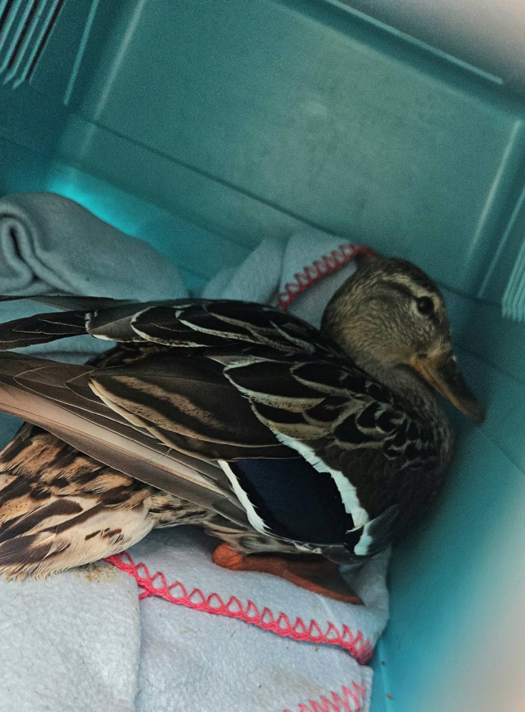 Veterinarska stanica Prelog – patka patke (4)