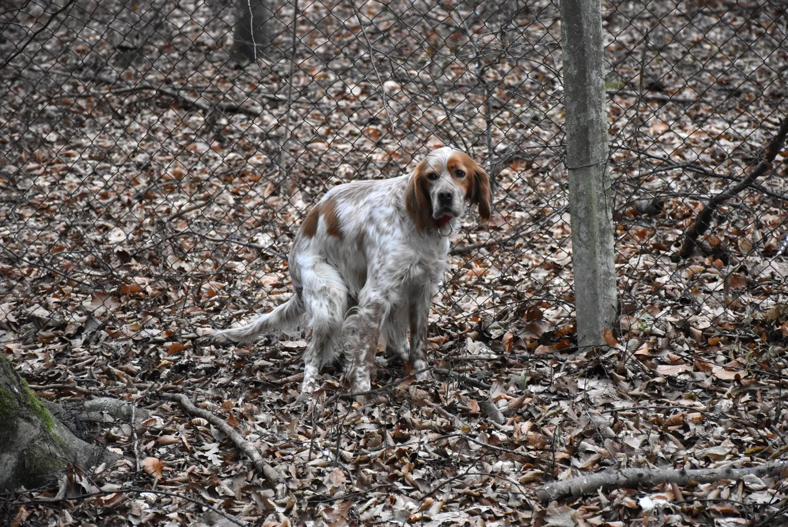 Vincekov pohod 2025., Pseće društvo, Sveti Martin, Mursko Središće (12)
