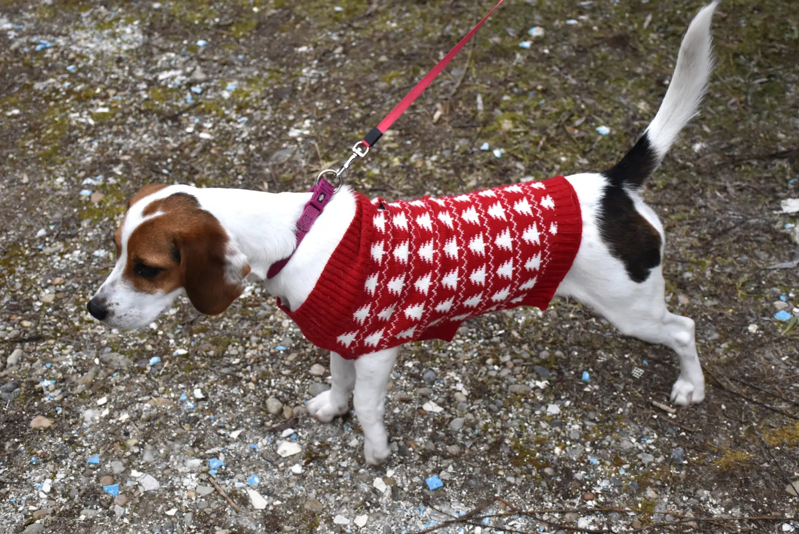Vincekov pohod 2025., Pseće društvo, Sveti Martin, Mursko Središće (17)