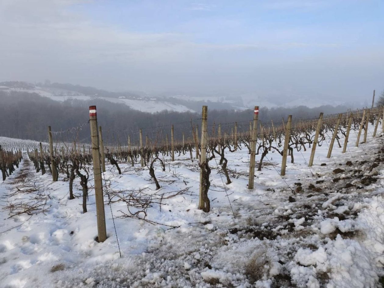 Vincekov pohod Štrigova 2026 (4) Vincekov pohod Štrigova 2026 (4)