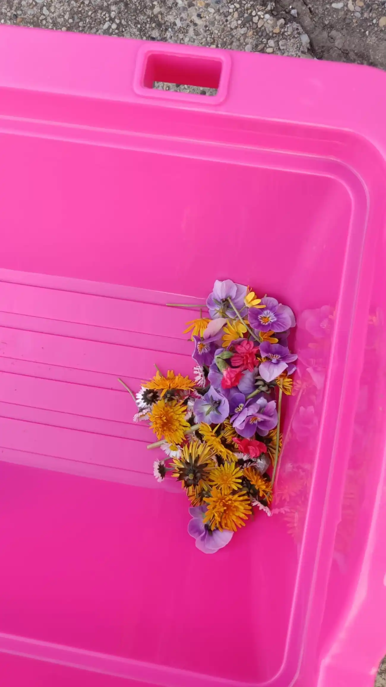 Vita, palinovec,cvjetnica (3)