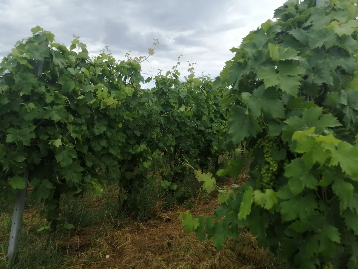 Vitomor Horvat – Železna Gora (1) Vitomor Horvat – Železna Gora (1)