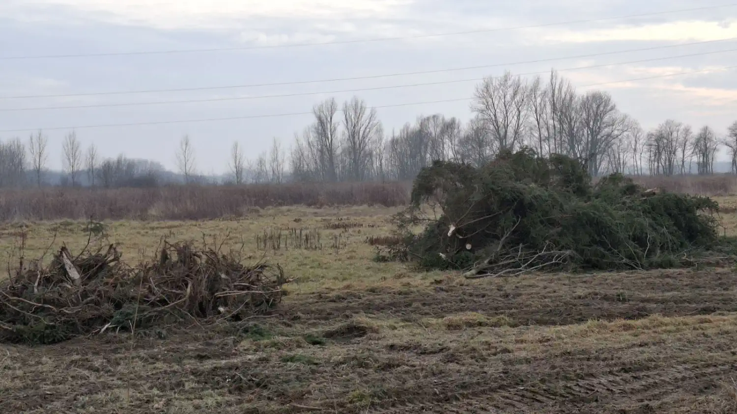 Vizura Draškovca se (opet) promijenila – u dva dana nestao drvored na ulazu u naselje (5) Vizura Draškovca se (opet) promijenila – u dva dana nestao drvored na ulazu u naselje (5)