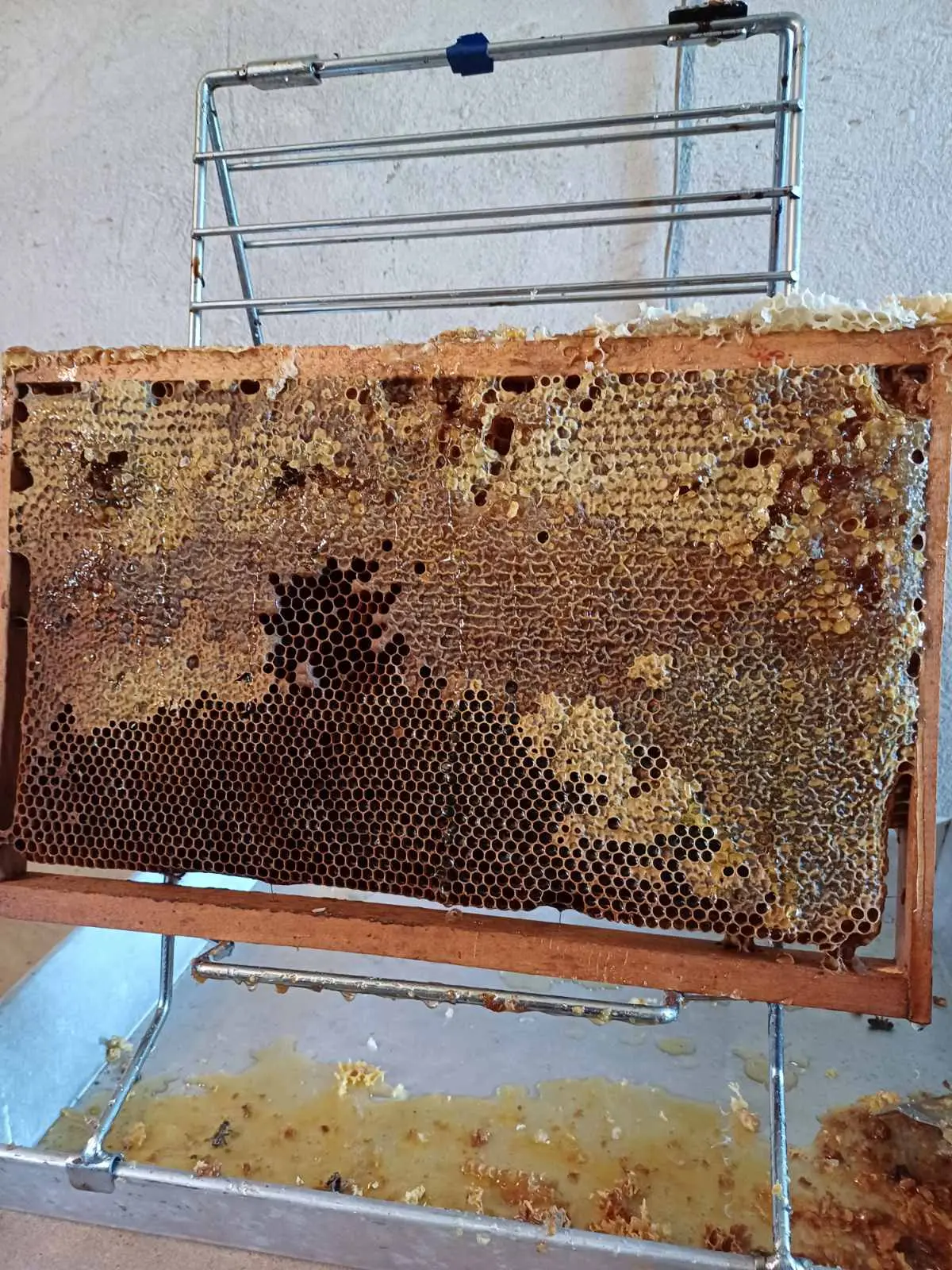 Vladimir Halić, pčelarstvo (1) Vladimir Halić, pčelarstvo (1)