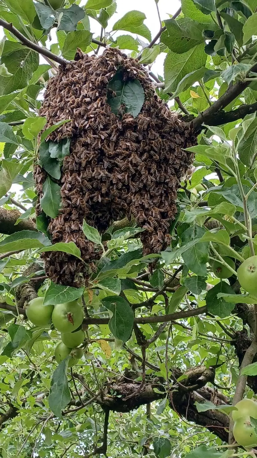 Vladimir Halić, pčelarstvo (5) Vladimir Halić, pčelarstvo (5)