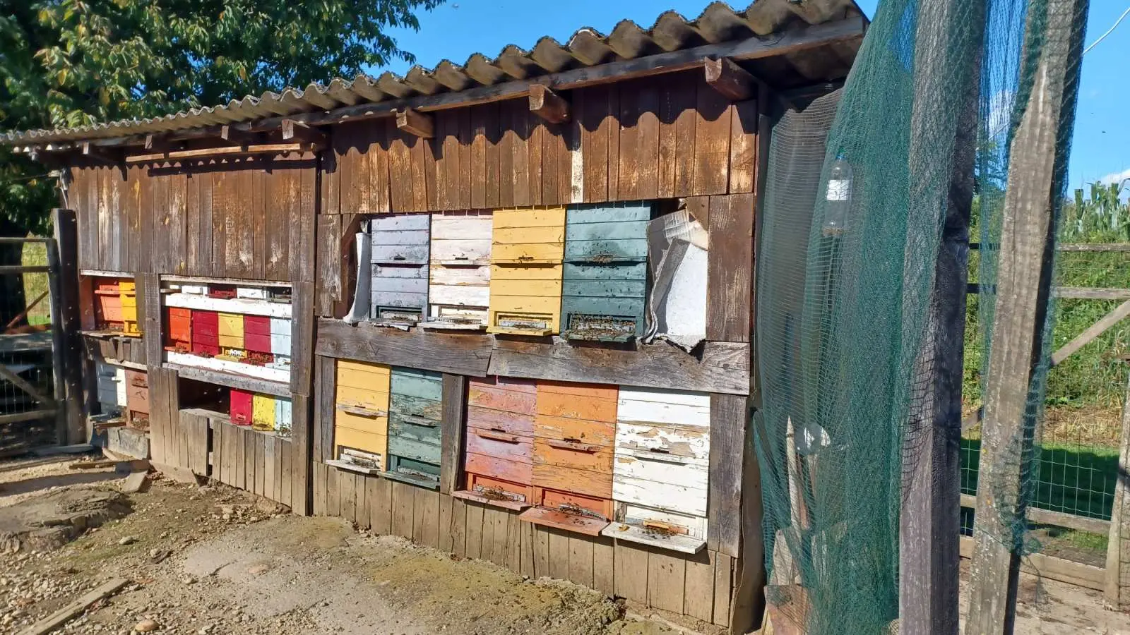 Vladimir Halić, pčelarstvo (6) Vladimir Halić, pčelarstvo (6)