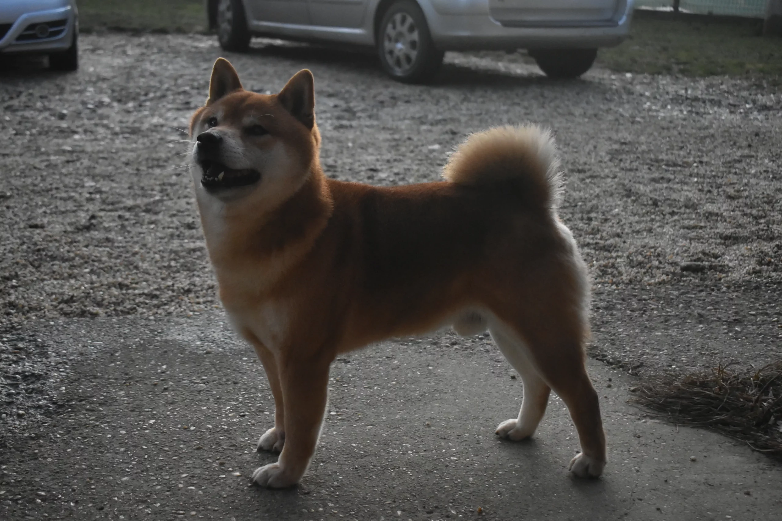 Vladimir Lenić – Shikoku Thor pasmina (1) Vladimir Lenić – Shikoku Thor pasmina (1)