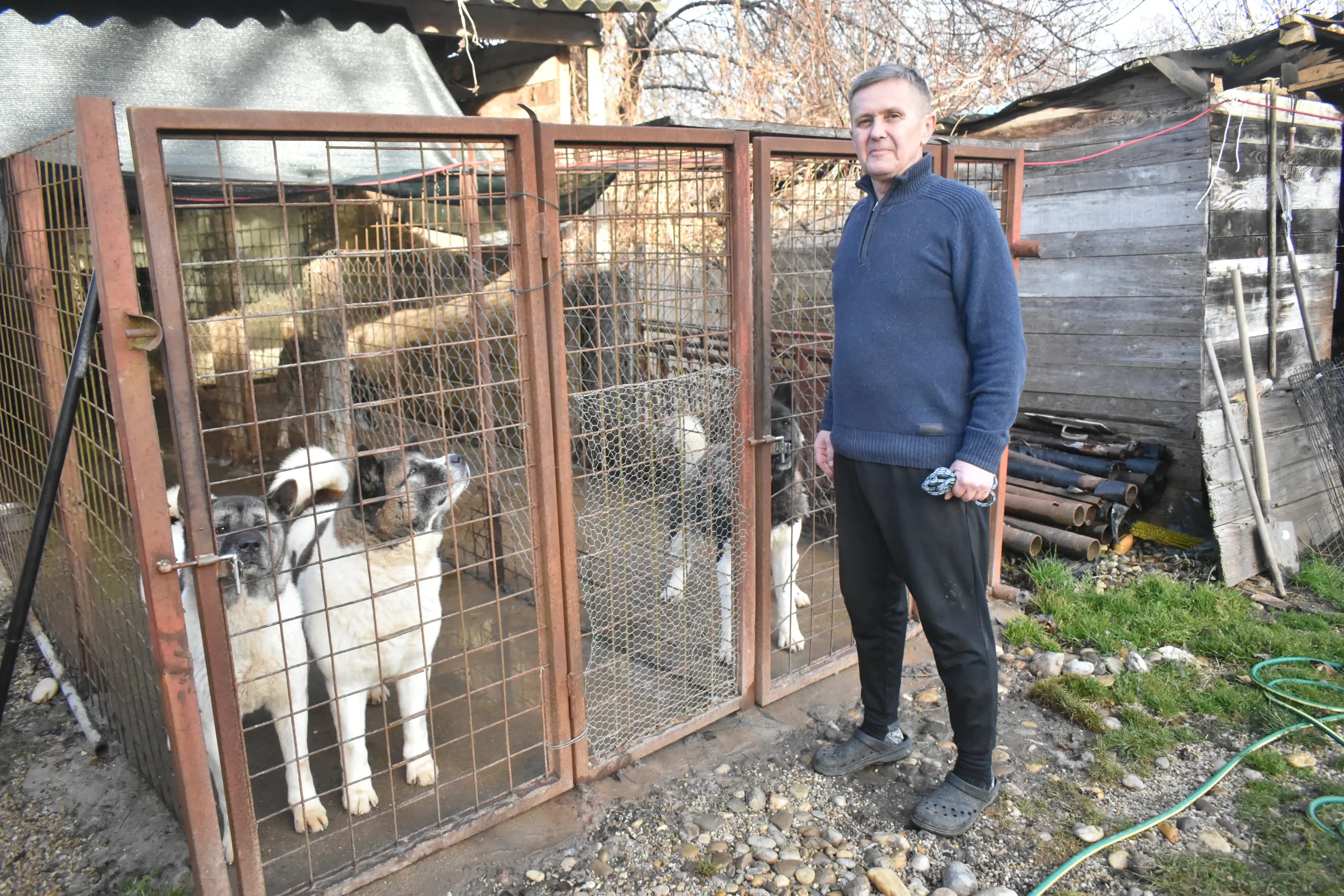 Vladimir Lenić – Shikoku Thor pasmina (3) Vladimir Lenić – Shikoku Thor pasmina (3)