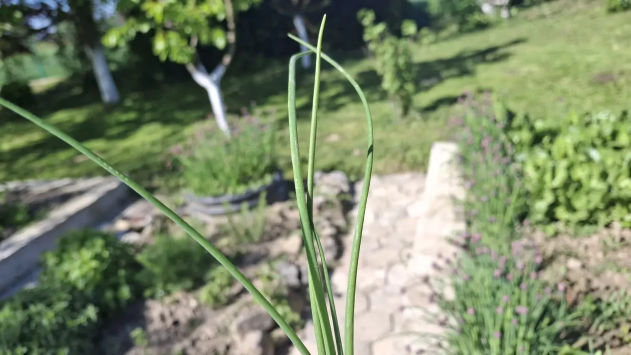 Vlasac savjet recept (2)