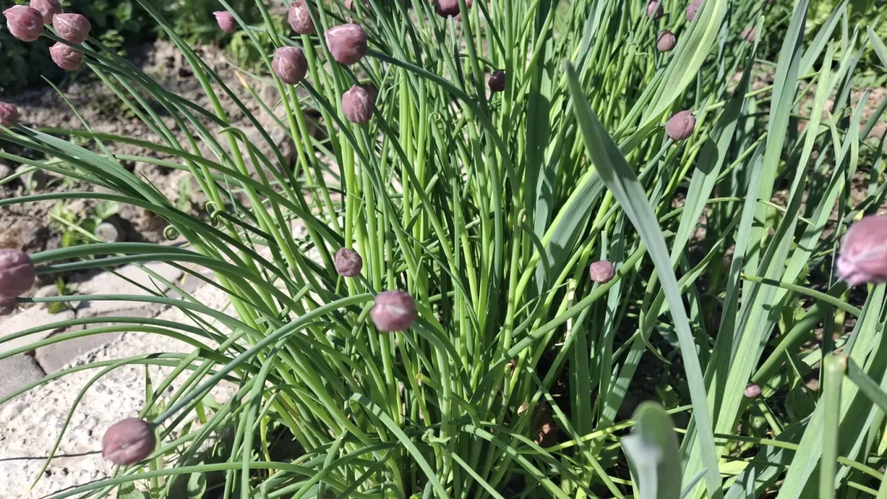 Vlasac savjet recept (3)