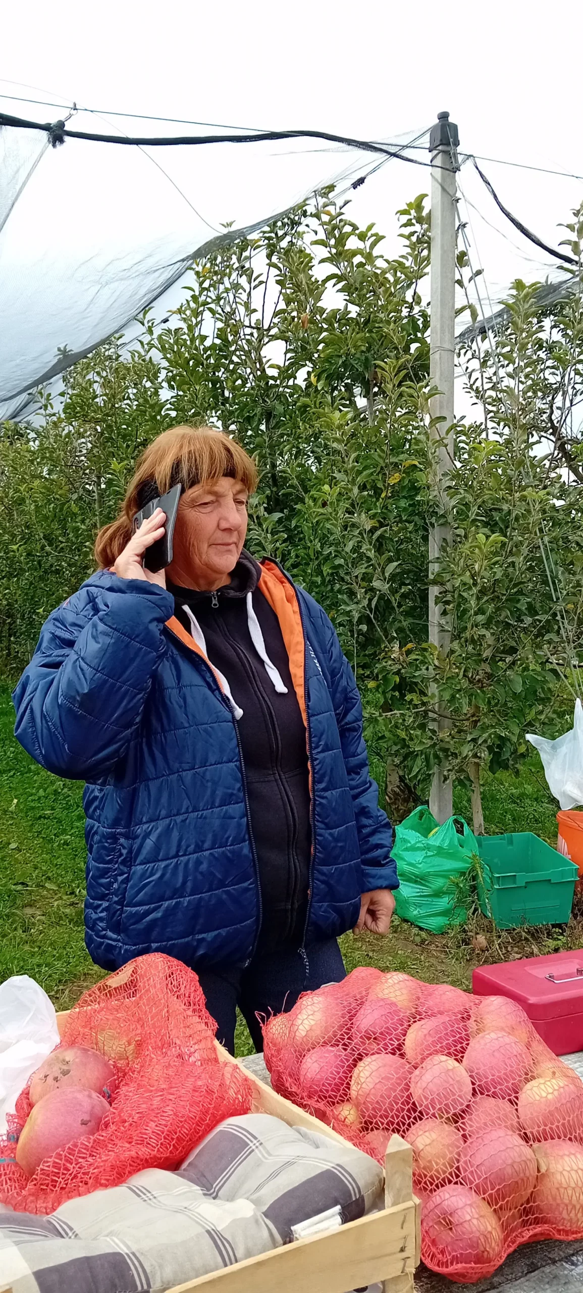 Voćnjak jabuka Vratišinec (1) Voćnjak jabuka Vratišinec (1)