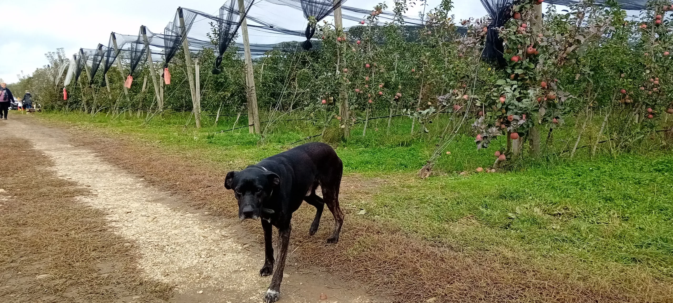 Voćnjak jabuka Vratišinec (2) Voćnjak jabuka Vratišinec (2)