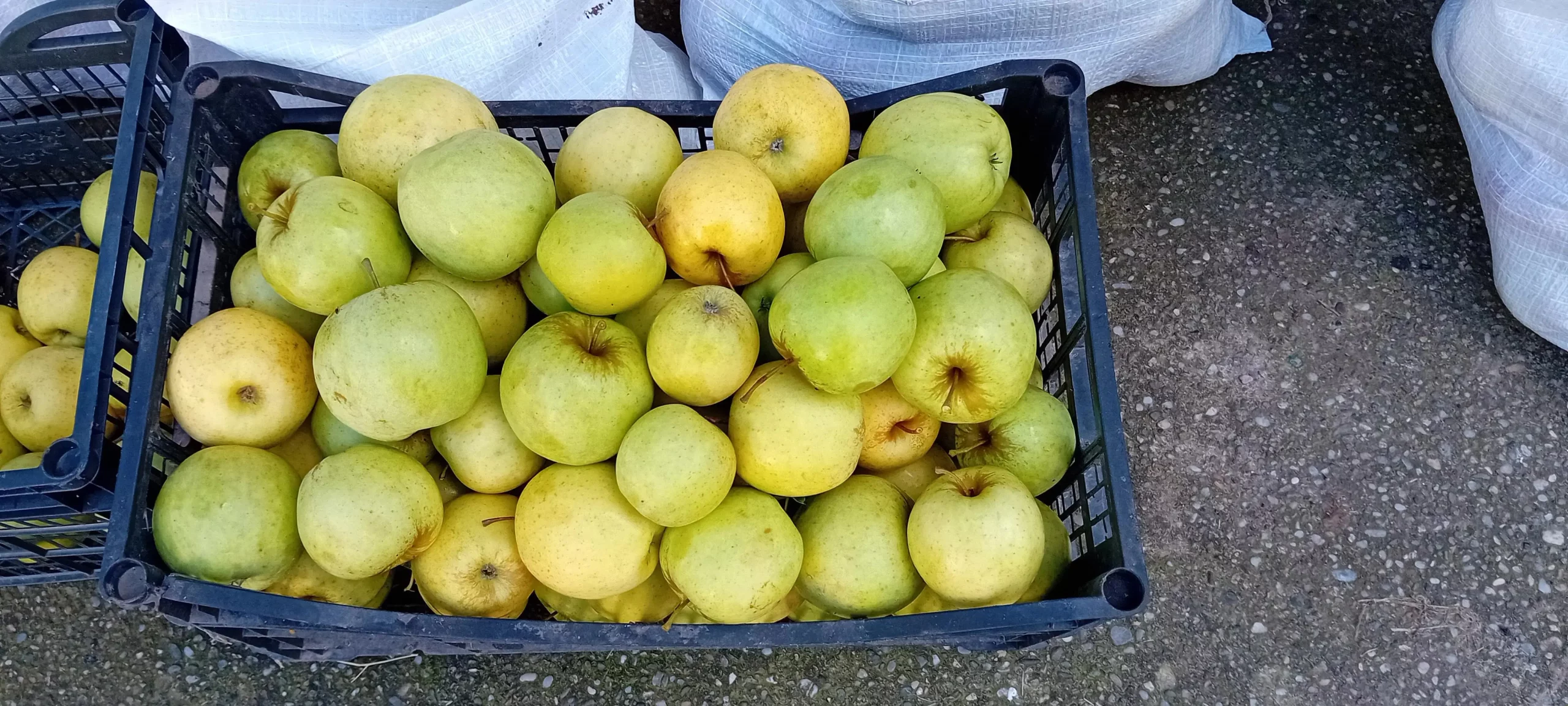 Voćnjak jabuka Vratišinec (3) Voćnjak jabuka Vratišinec (3)