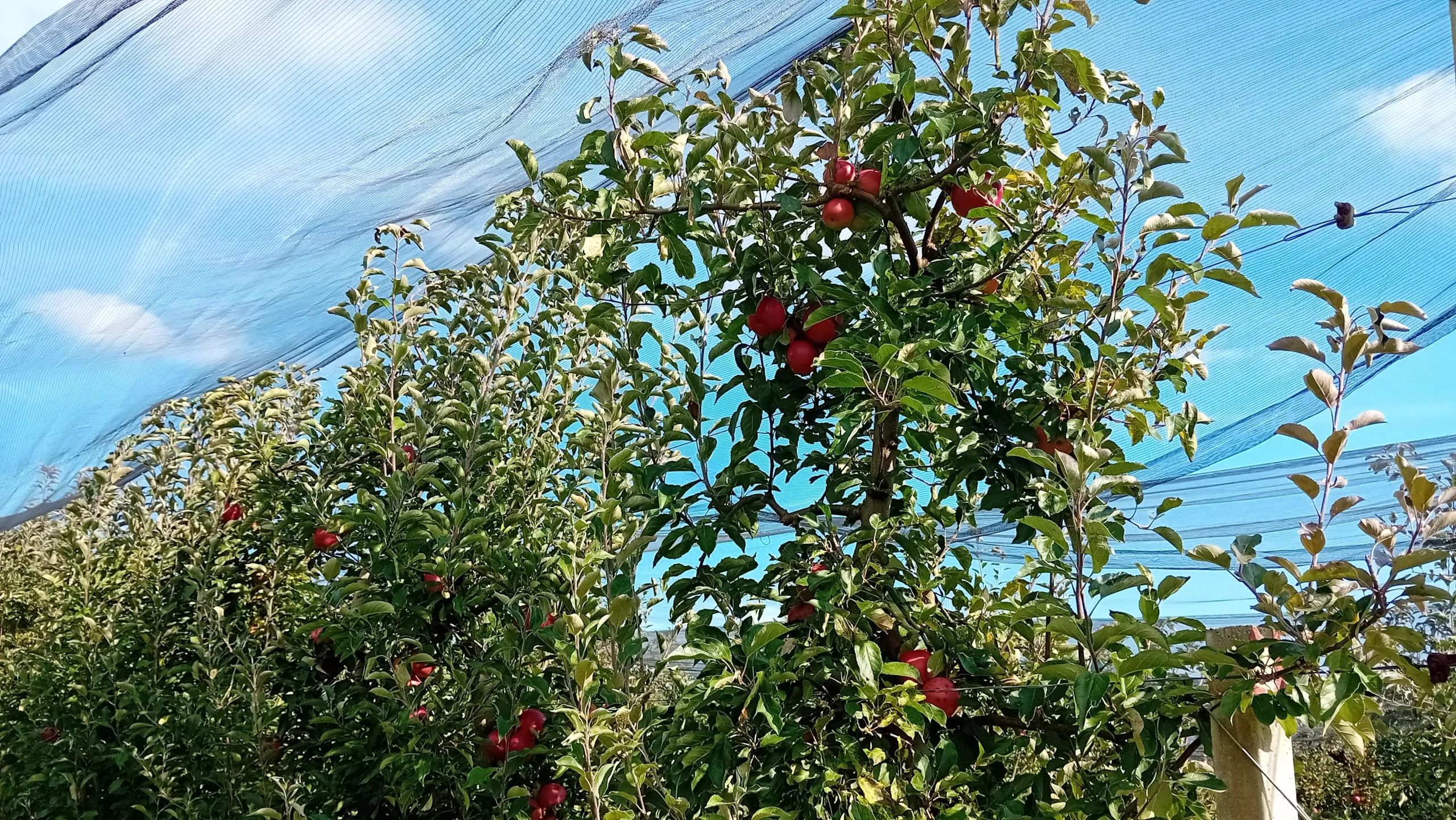 Voćnjak jabuka Vratišinec (4) Voćnjak jabuka Vratišinec (4)