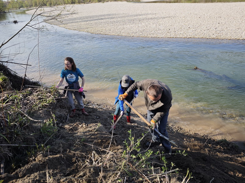 Volonteri čistili obale Drave za najmanju europsku lastavicu (16) Volonteri čistili obale Drave za najmanju europsku lastavicu (16)