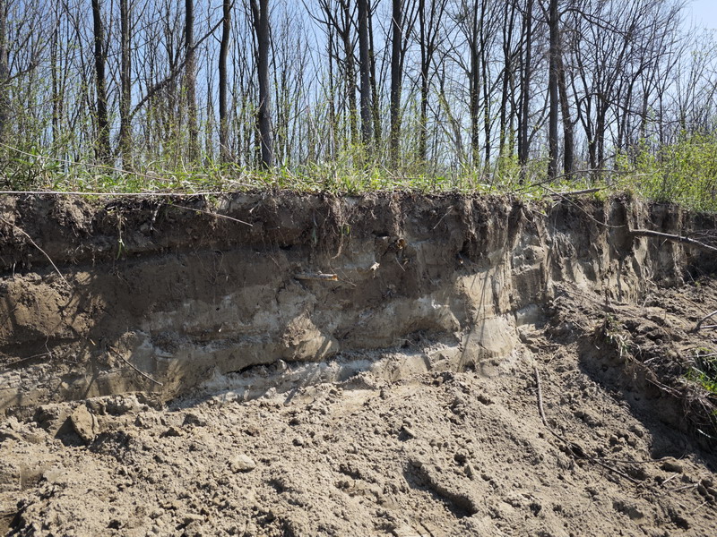 Volonteri čistili obale Drave za najmanju europsku lastavicu (18) Volonteri čistili obale Drave za najmanju europsku lastavicu (18)