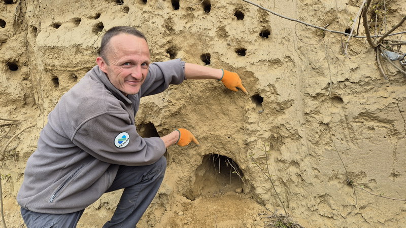 Volonteri čistili obale Drave za najmanju europsku lastavicu (6) Volonteri čistili obale Drave za najmanju europsku lastavicu (6)