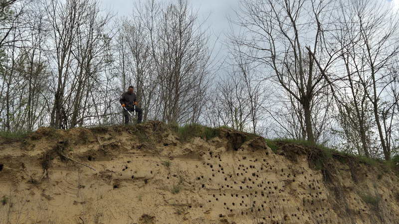 Volonteri čistili obale Drave za najmanju europsku lastavicu (8) Volonteri čistili obale Drave za najmanju europsku lastavicu (8)