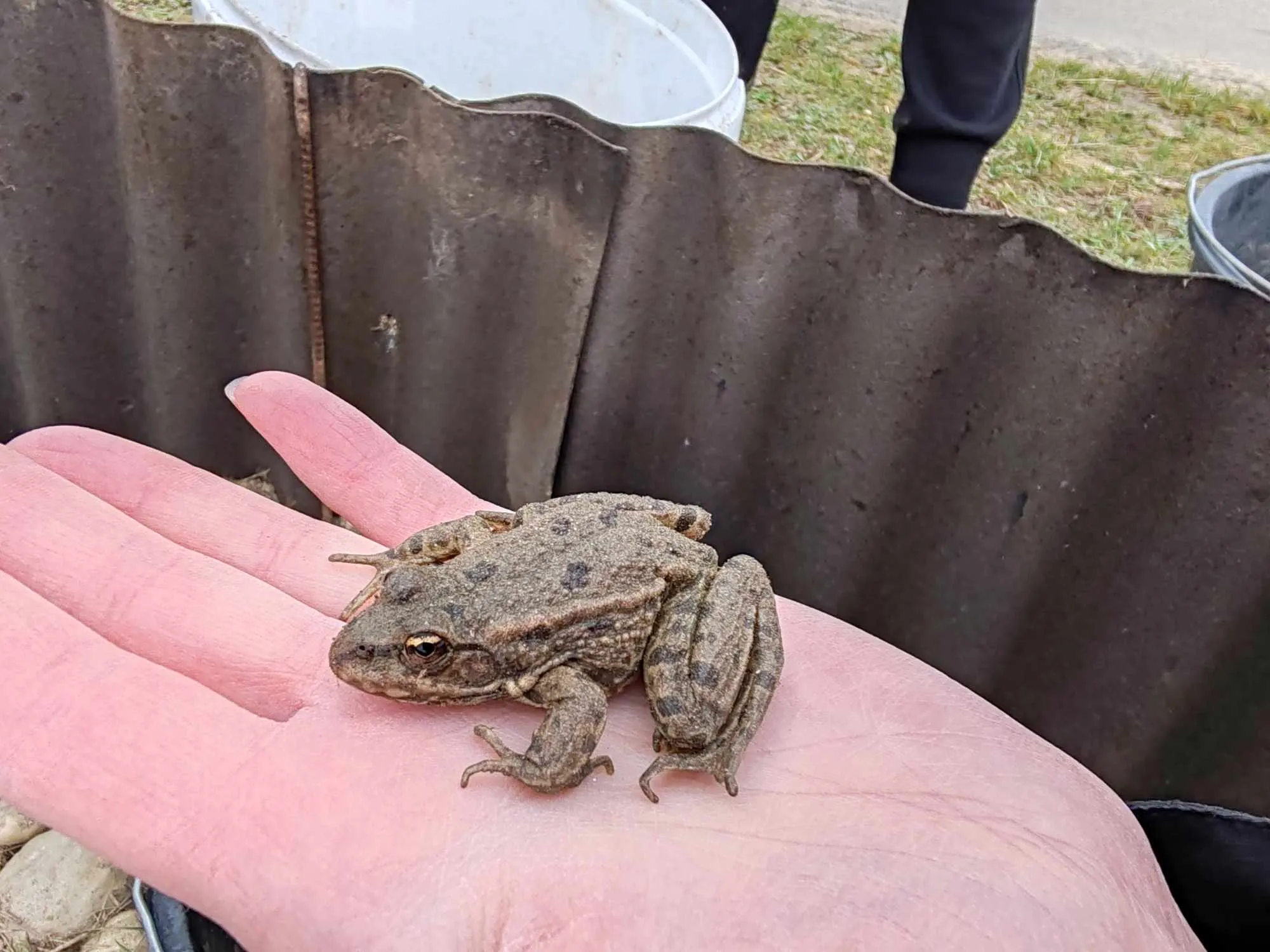 Volonterska akcija Zabe na cesti Krizopotje – prenošenje vodozemaca (1) Volonterska akcija Zabe na cesti Krizopotje – prenošenje vodozemaca (1)
