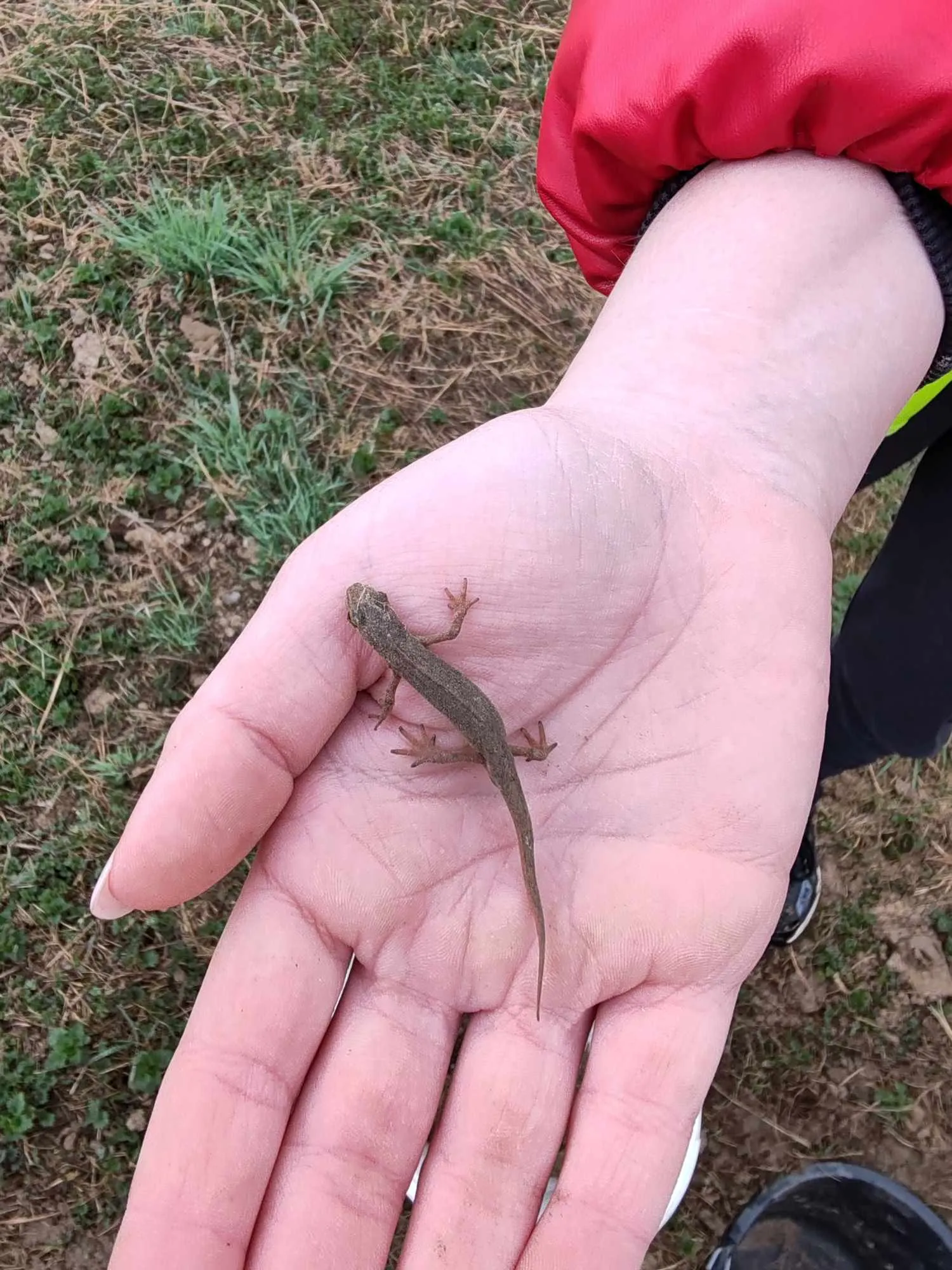 Volonterska akcija Zabe na cesti Krizopotje – prenošenje vodozemaca (2) Volonterska akcija Zabe na cesti Krizopotje – prenošenje vodozemaca (2)