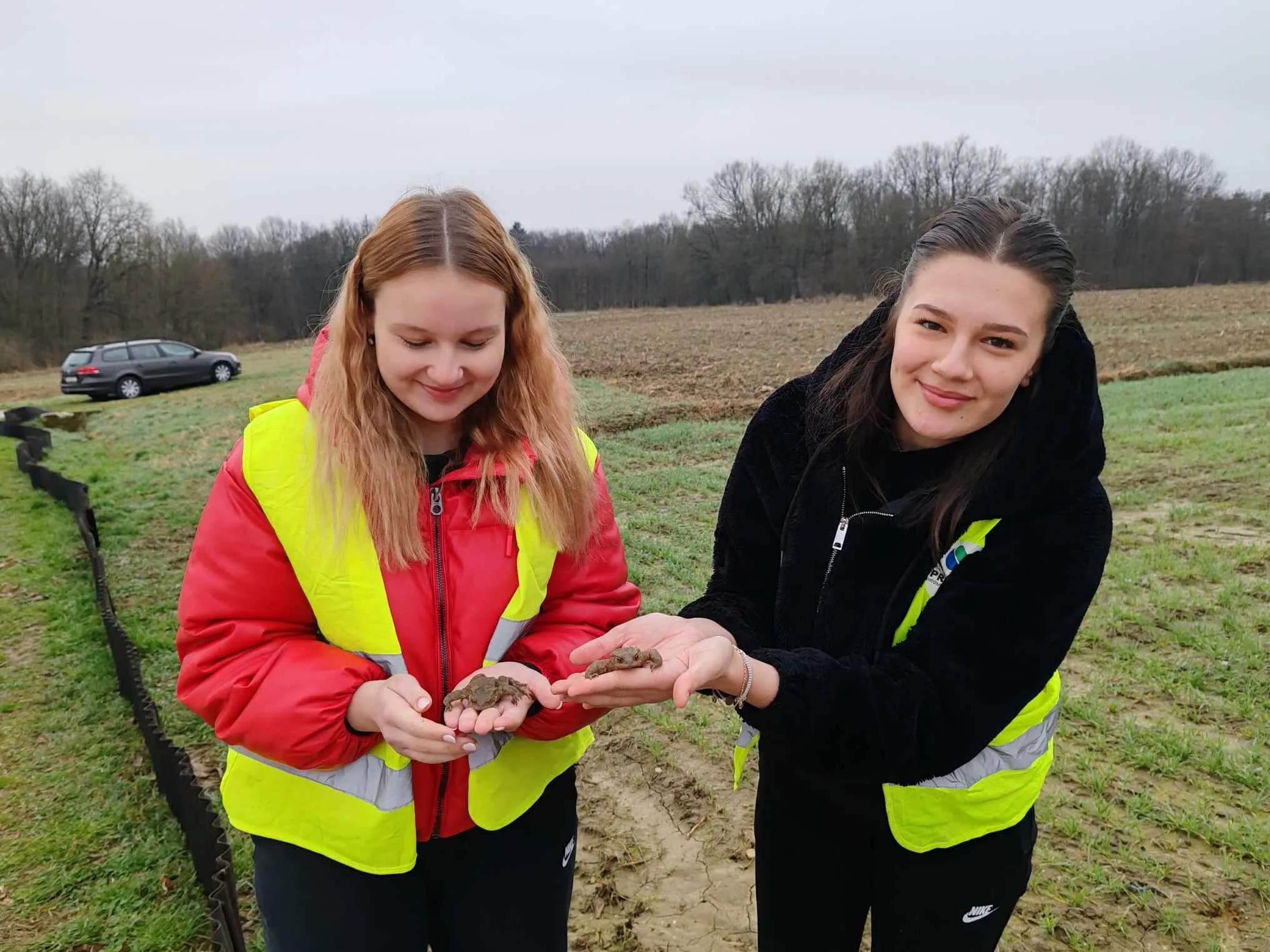 Volonterska akcija Zabe na cesti Krizopotje – prenošenje vodozemaca (3) Volonterska akcija Zabe na cesti Krizopotje – prenošenje vodozemaca (3)