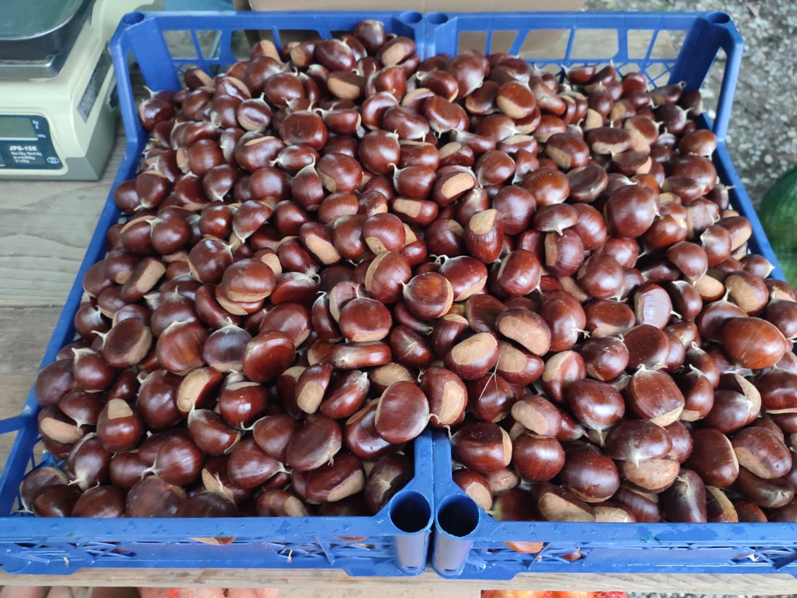 Sajam srijedom 24.9.2025.