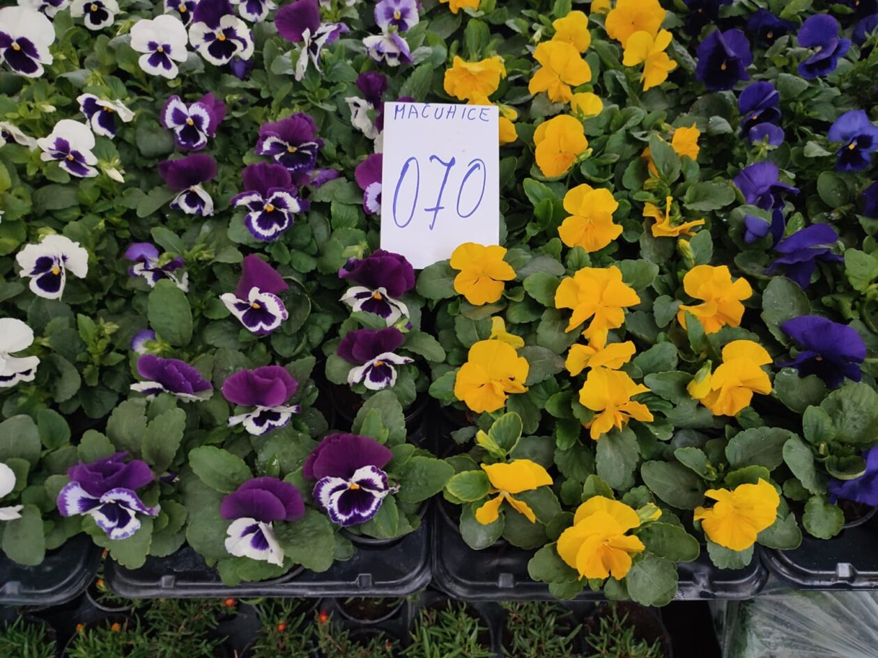 Sajam srijedom 24.9.2025.