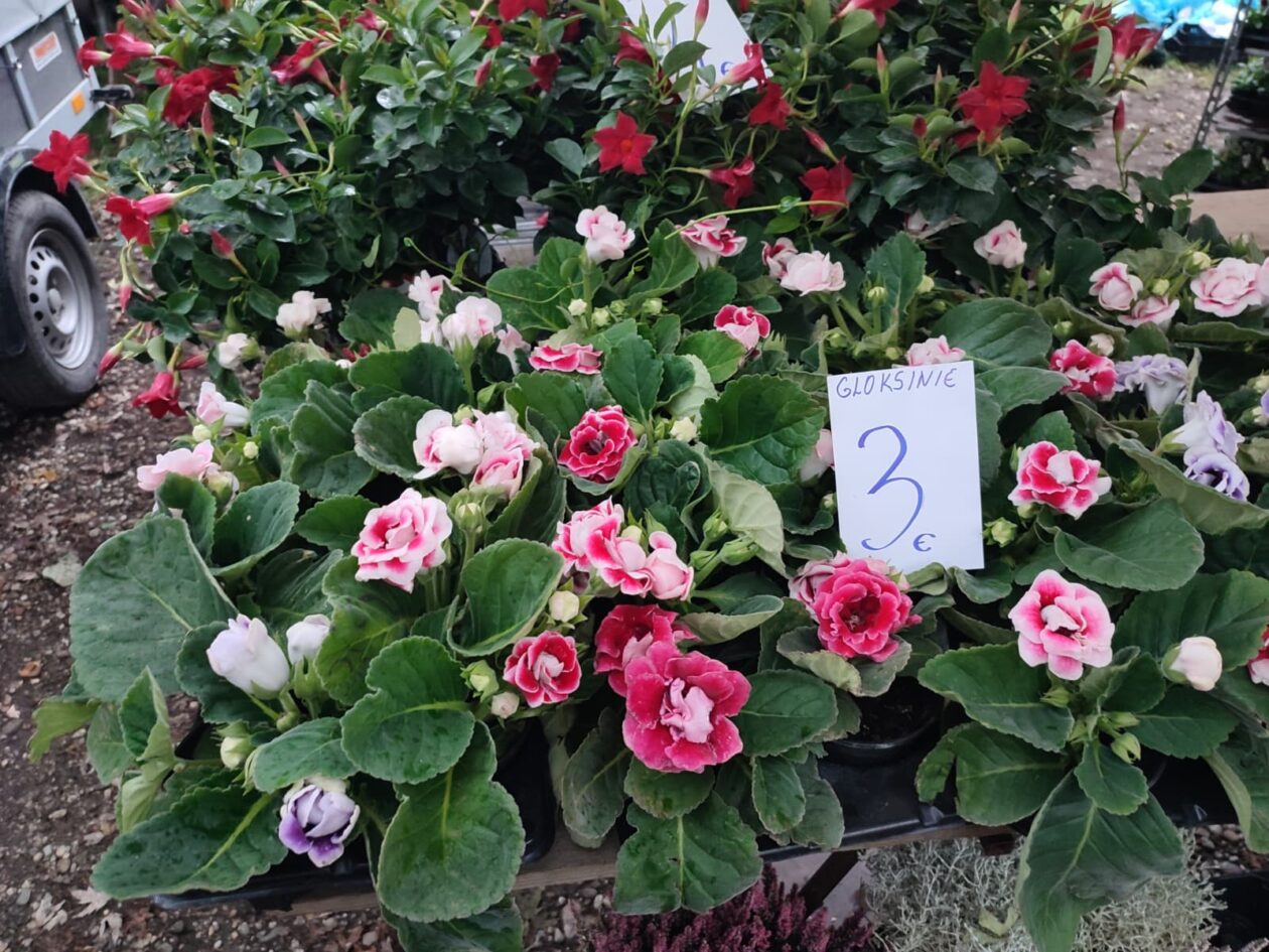 Sajam srijedom 24.9.2025.