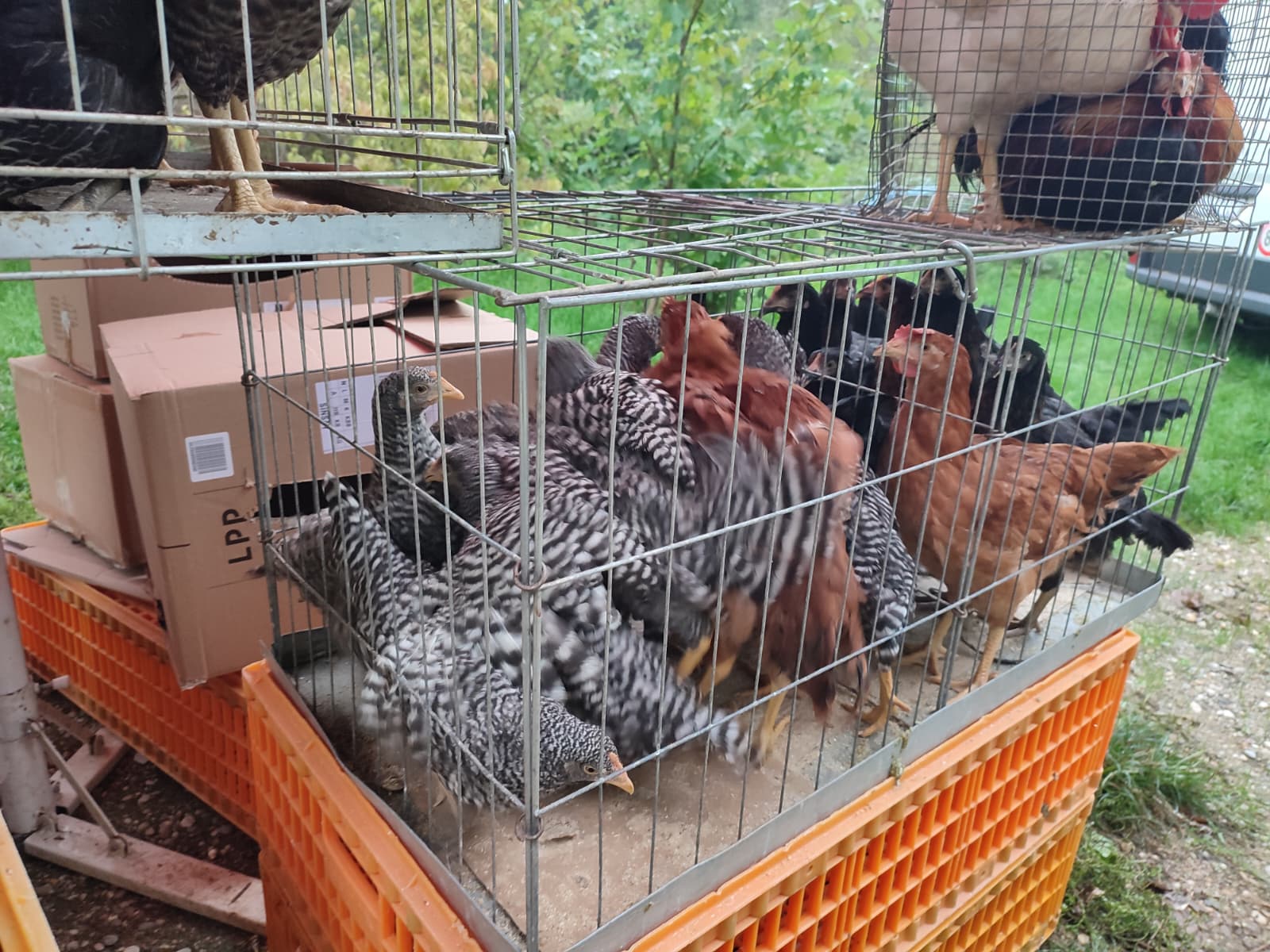 Sajam srijedom 24.9.2025.