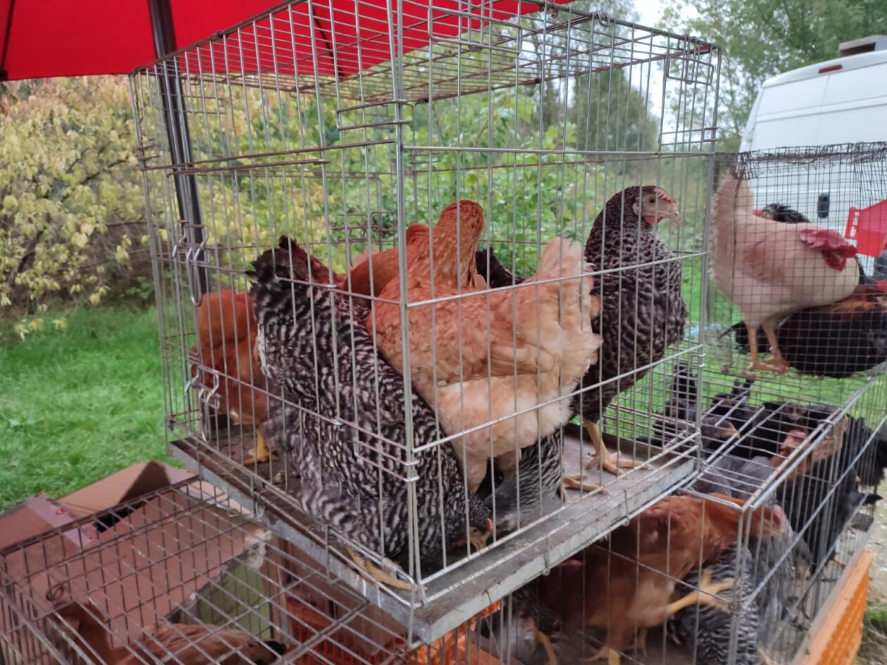 Sajam srijedom 24.9.2025.