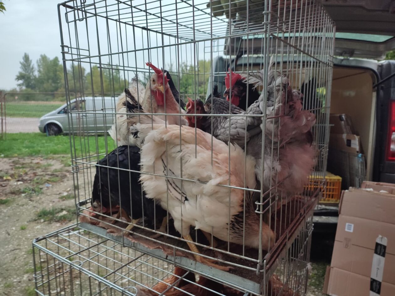 Sajam srijedom 24.9.2025.