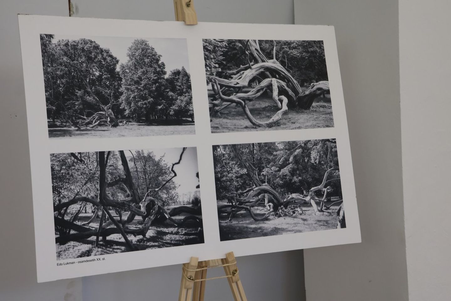 ZGRADA SCHEIER Perivoj Zrinski slavi 50. rođendan MŽ postala dio prestižne europske mreže zaštićenih područja (19)