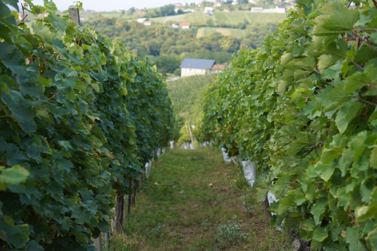 Zaklada Katruža 25 godina (36)