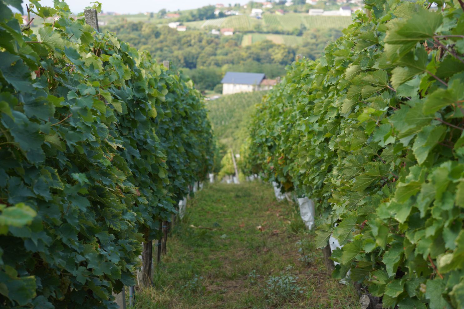 Zaklada Katruža 25 godina (36)