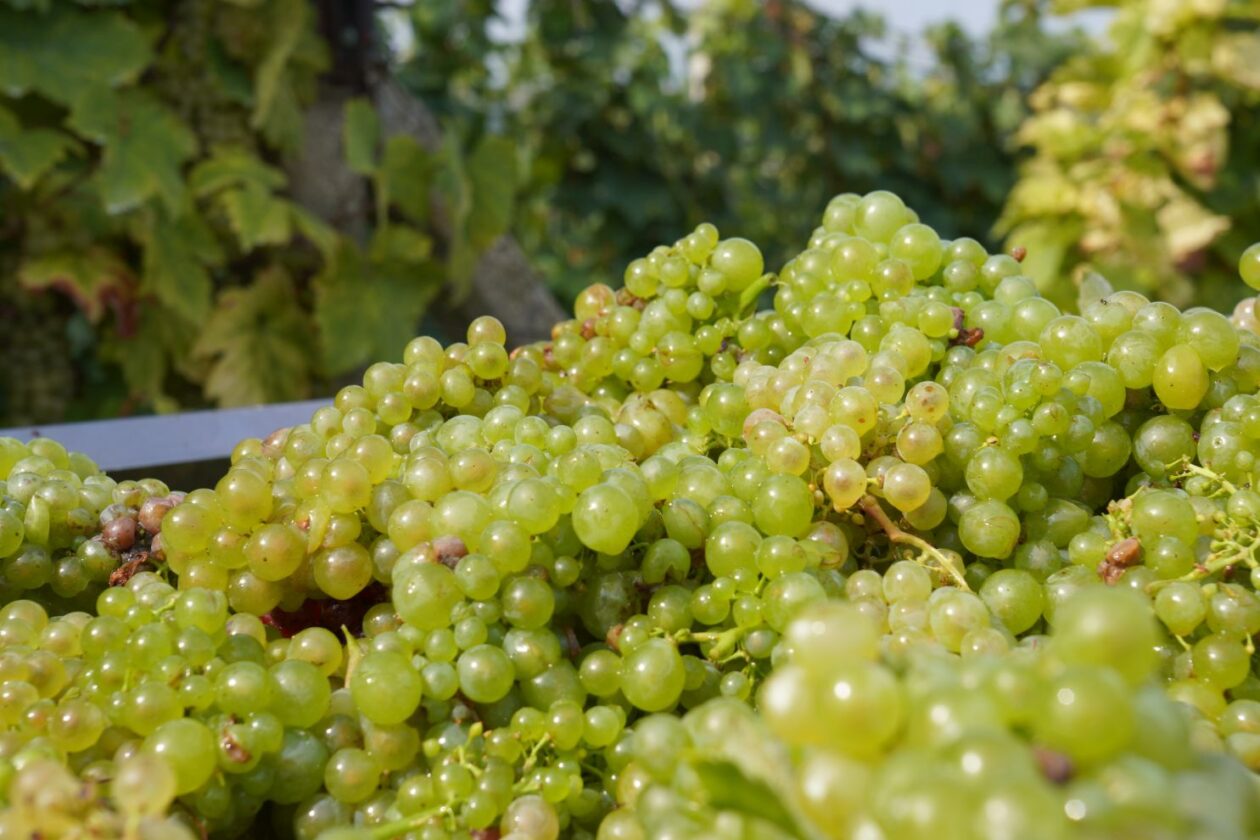 Zaklada Katruža 25 godina (72)