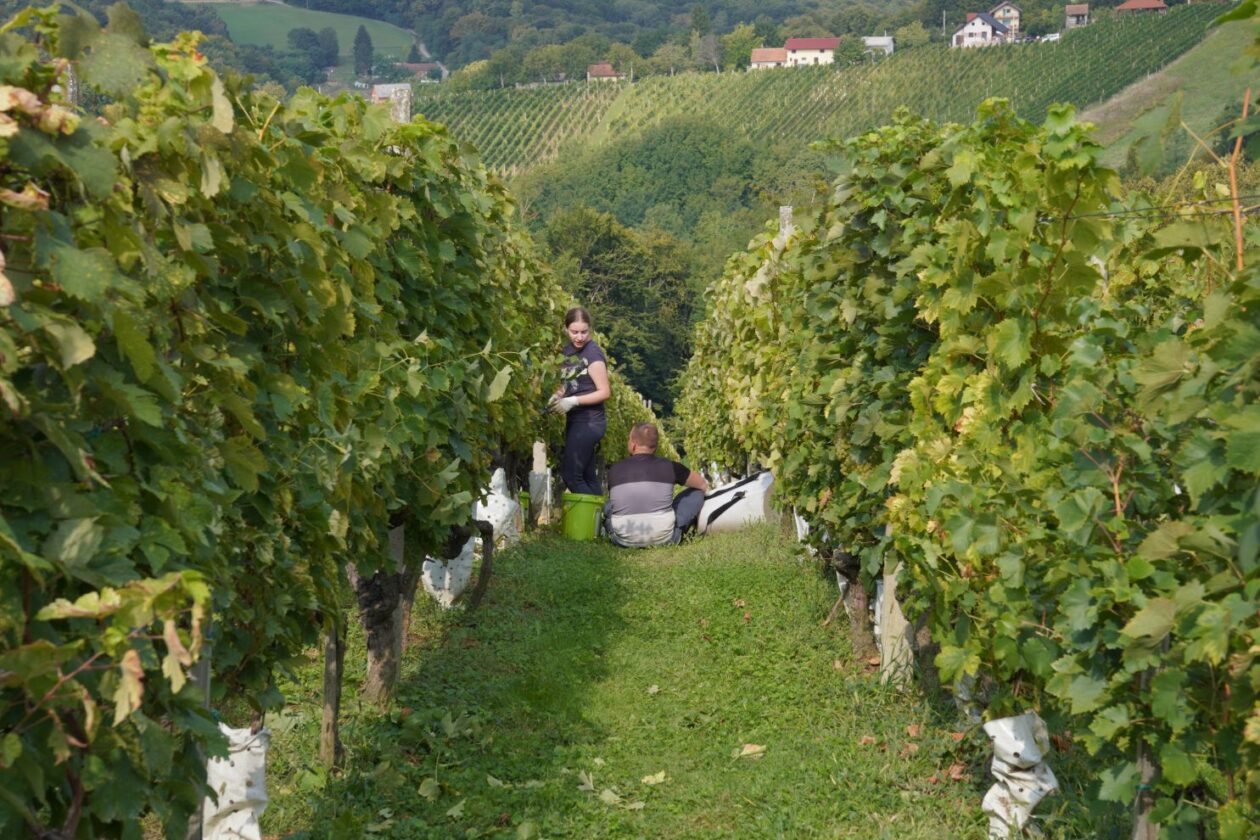 Zaklada Katruža 25 godina (75)