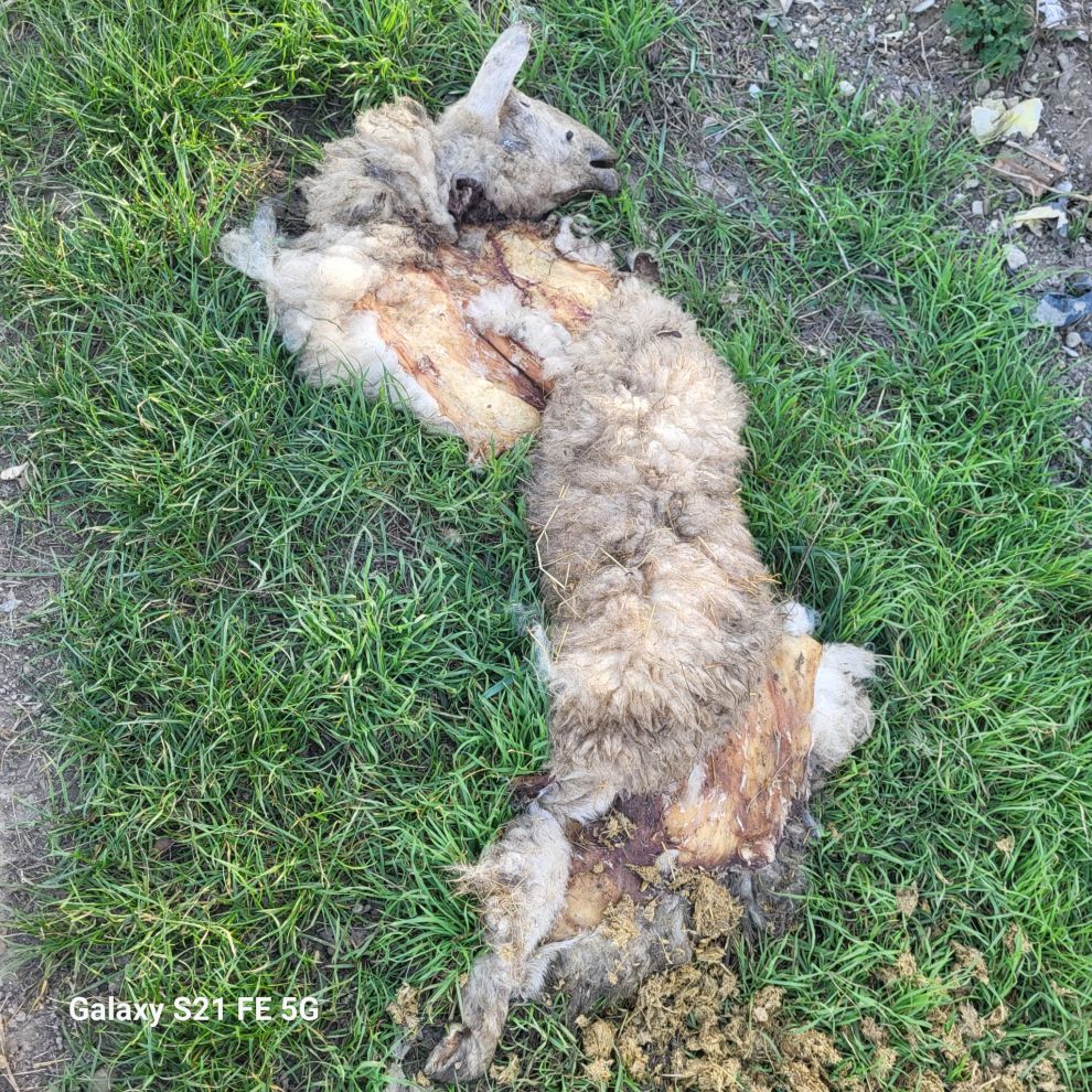 Zelena akcija čišćenje smeće Savska Ves (1) Zelena akcija čišćenje smeće Savska Ves (1)