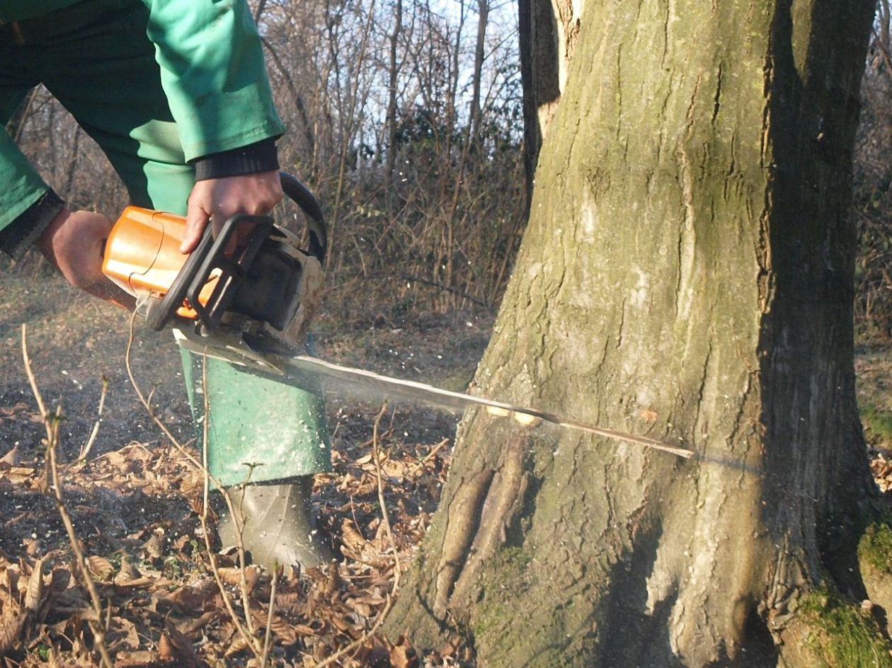 Zelenbor, Brezje, sjeća (1)