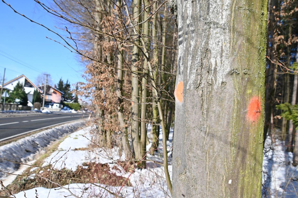 Zelenbor, Brezje, sjeća (3)