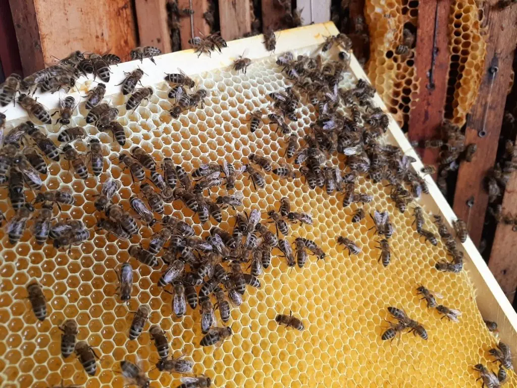 Željko Trupković Agacija (9)