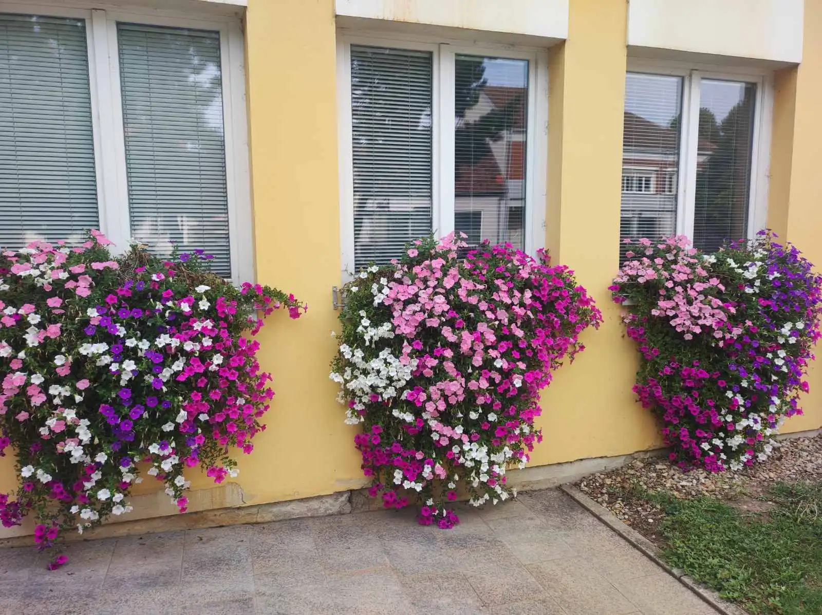 Zgrada Međimurske županije i cvijeće (2) Zgrada Međimurske županije i cvijeće (2)