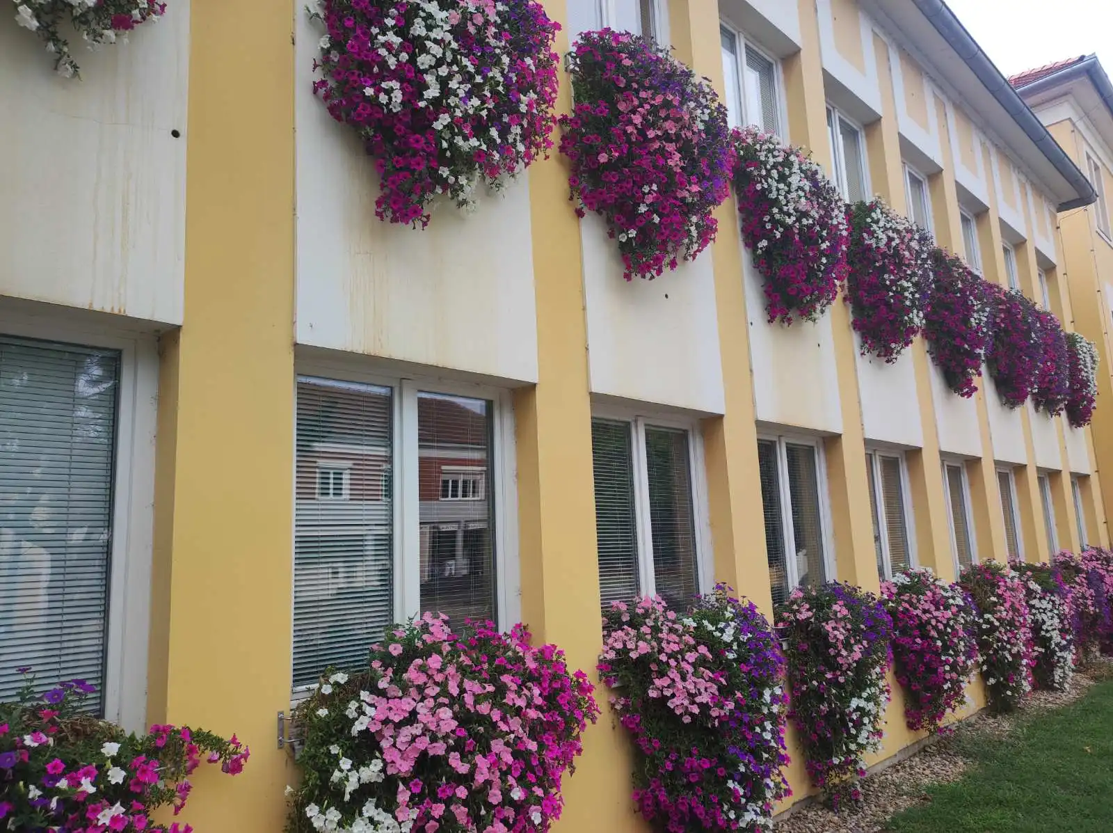 Zgrada Međimurske županije i cvijeće (3) Zgrada Međimurske županije i cvijeće (3)